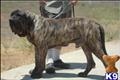Fila Brasileiro